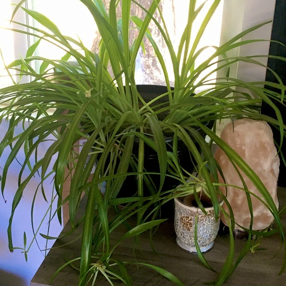 SPIDER PLANT - Picture 3 of 4